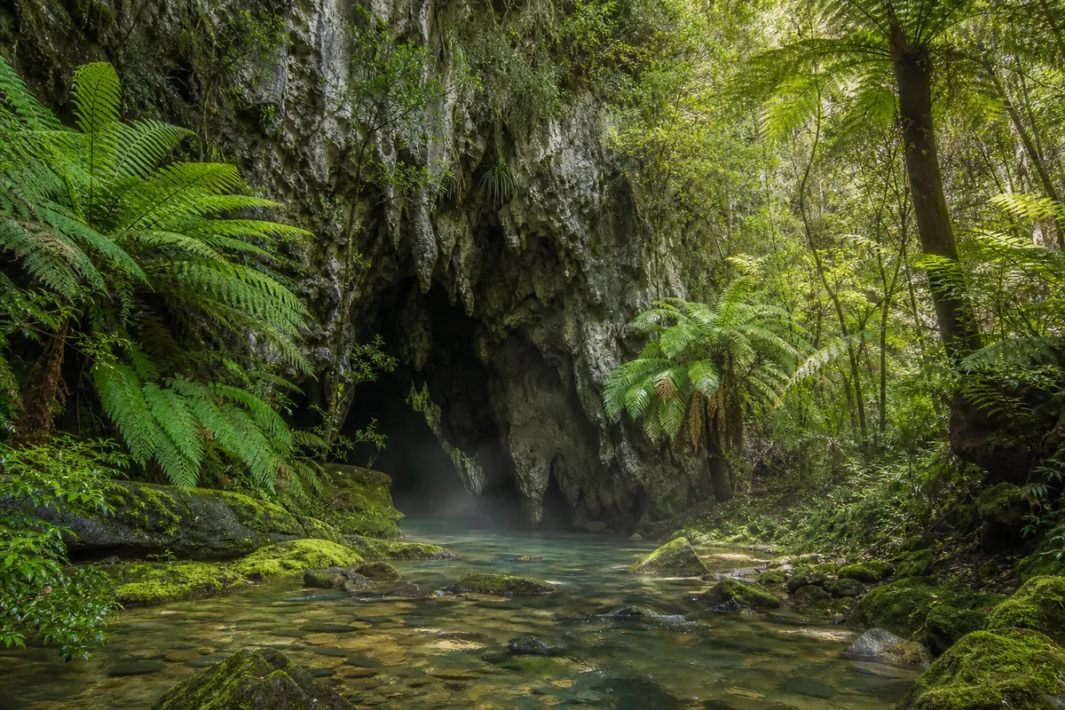 A limestone cave entrance framed by native tree ferns with a stream flowing out into daylight